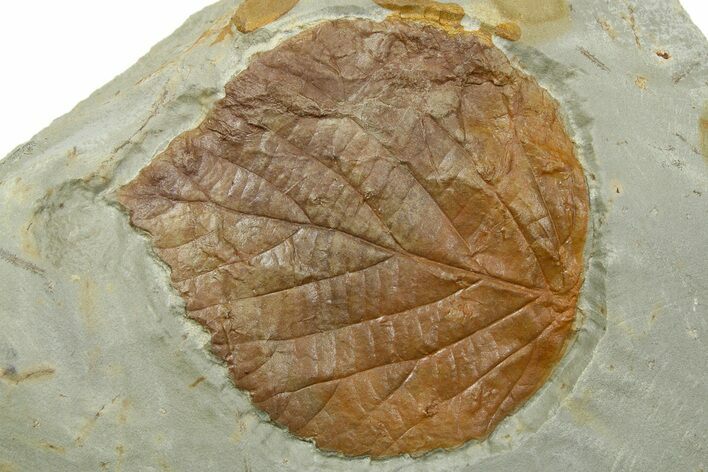 Fossil Leaf (Davidia) - Montana #262352